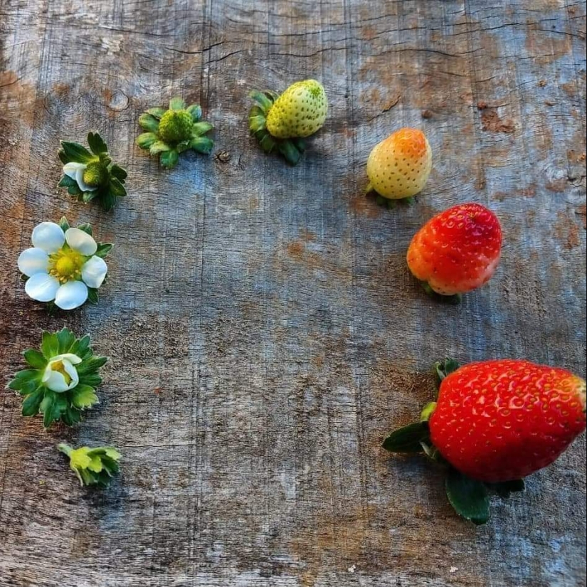 From flower to berries: how is the life cycle of plants