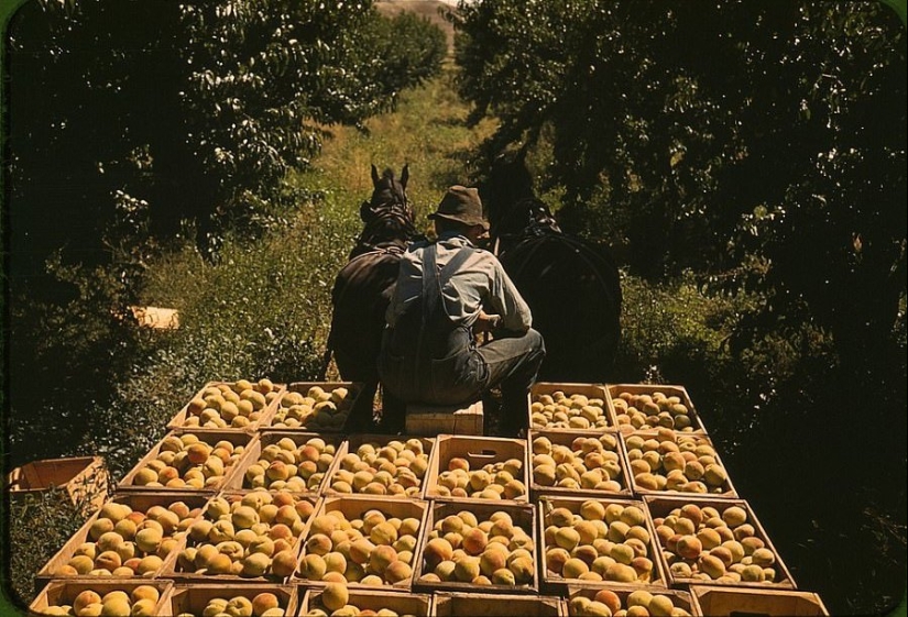 From horses to " Ford»: how the Wild West was "domesticated" From horses to " Ford»: how the Wild West was "domesticated"