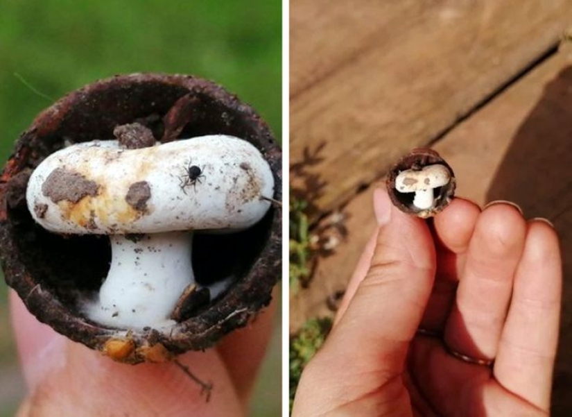 From Malachite to Zimbabwe's Trillion: 22 Amazing Photos You Don't See Every Day From Malachite to Zimbabwe's Trillion: 22 Amazing Photos You Don't See Every Day