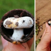 From Malachite to Zimbabwe's Trillion: 22 Amazing Photos You Don't See Every Day