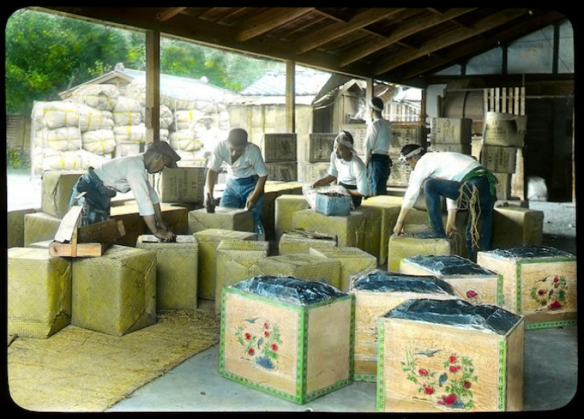 From the Bush to the consumer: how did the production of tea in Japan and the beginning of XX century From the Bush to the consumer: how did the production of tea in Japan and the beginning of XX century