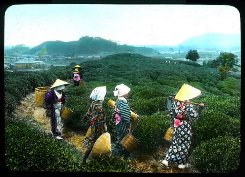 From the Bush to the consumer: how did the production of tea in Japan and the beginning of XX century From the Bush to the consumer: how did the production of tea in Japan and the beginning of XX century