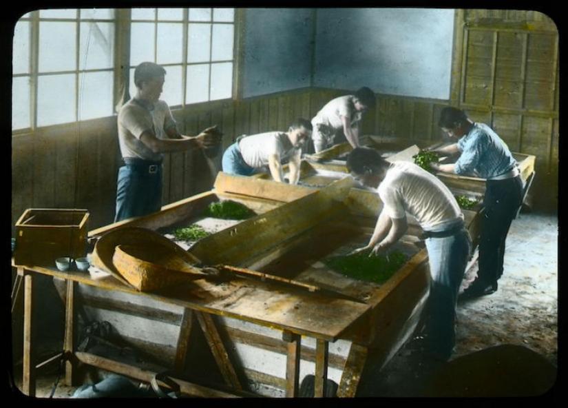 From the Bush to the consumer: how did the production of tea in Japan and the beginning of XX century From the Bush to the consumer: how did the production of tea in Japan and the beginning of XX century