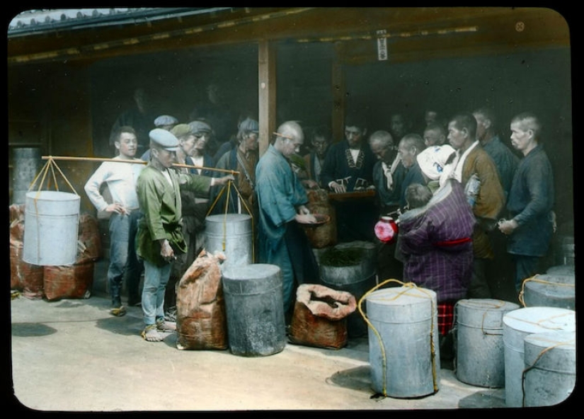 From the Bush to the consumer: how did the production of tea in Japan and the beginning of XX century From the Bush to the consumer: how did the production of tea in Japan and the beginning of XX century