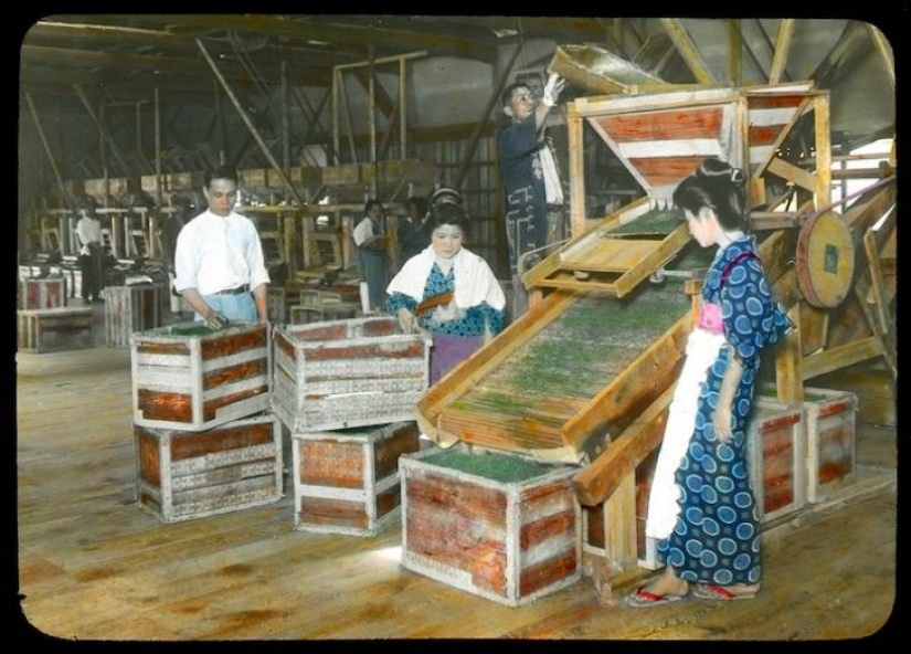 From the Bush to the consumer: how did the production of tea in Japan and the beginning of XX century From the Bush to the consumer: how did the production of tea in Japan and the beginning of XX century