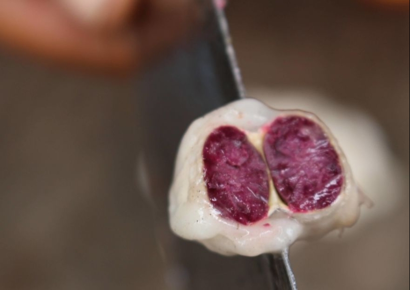 From the pods on the tree to the finished chocolate bar: how do craftsy chocolate