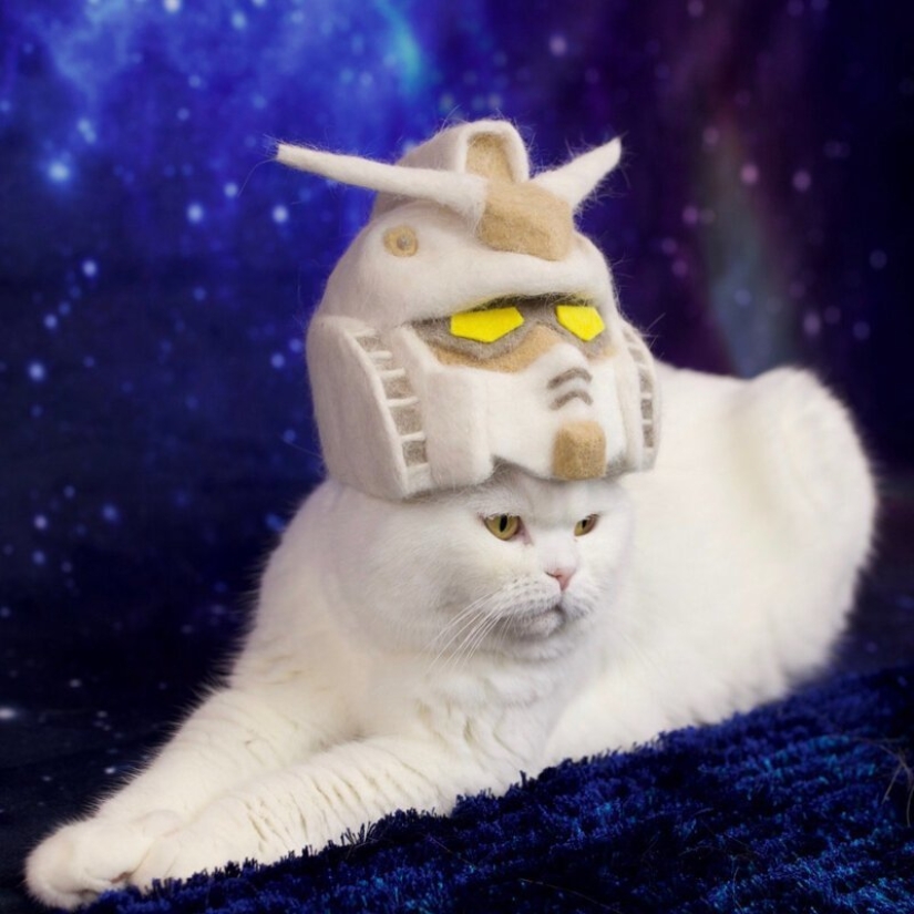 Funny cats in the caps of their own hair Funny cats in the caps of their own hair