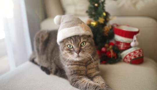 Funny cats in the caps of their own hair Funny cats in the caps of their own hair