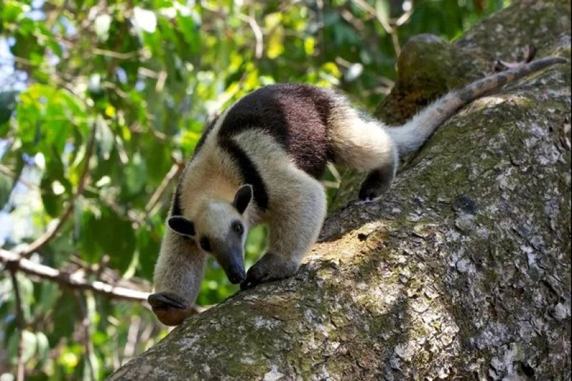 Funny tamandua — a thunderstorm of ants and a problem for predators
