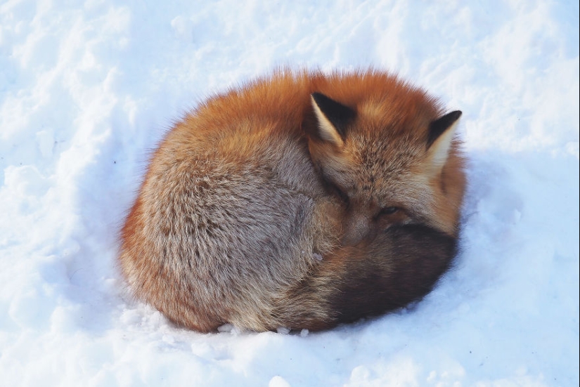 Fur all around: more than a hundred foxes live in a Japanese village