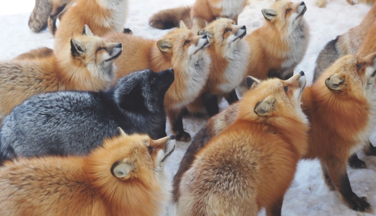 Fur all around: more than a hundred foxes live in a Japanese village