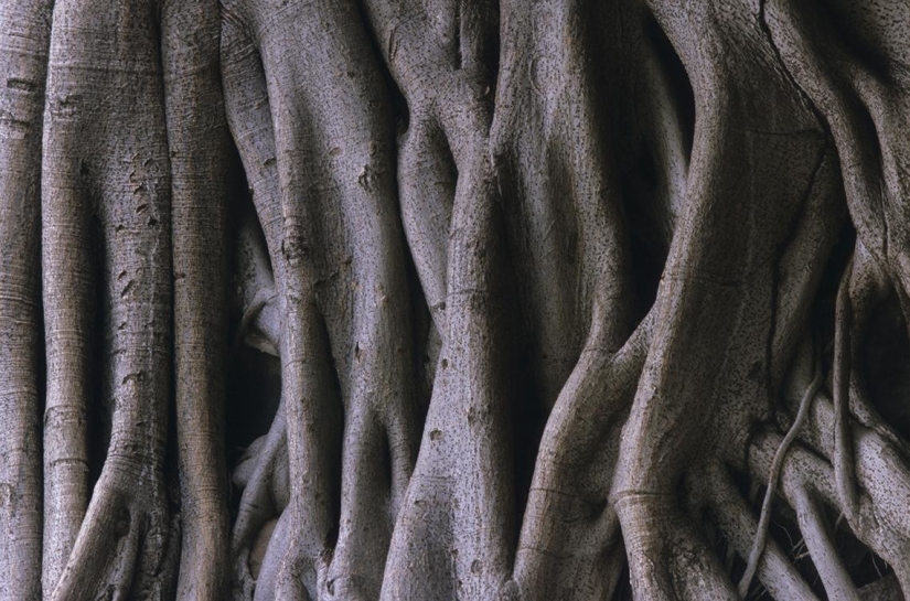 Futuristic masterpieces Koichi Takada, the Japanese architect, who is looking for inspiration in nature