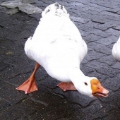 Gansos de pelea, policías sin hogar y ocho métodos más poco convencionales para combatir el crimen