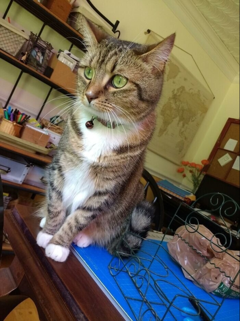 "Gatito aventurero está buscando una pareja..."- perfiles de gatos en sitios de citas