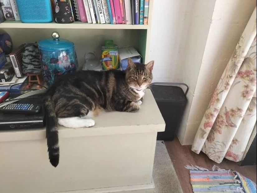 "Gatito aventurero está buscando una pareja..."- perfiles de gatos en sitios de citas