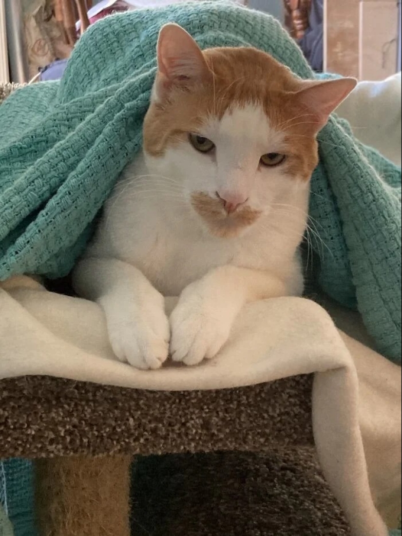 "Gatito aventurero está buscando una pareja..."- perfiles de gatos en sitios de citas