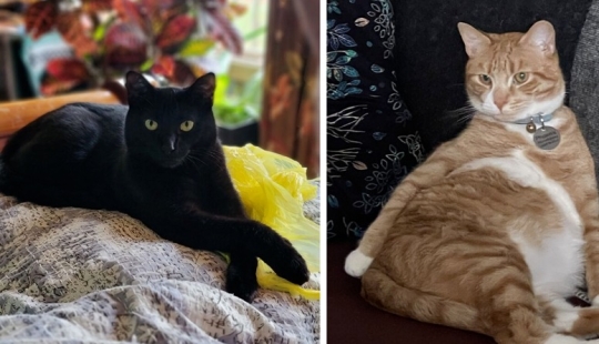 "Gatito aventurero está buscando una pareja..."- perfiles de gatos en sitios de citas "Gatito aventurero está buscando una pareja..."- perfiles de gatos en sitios de citas