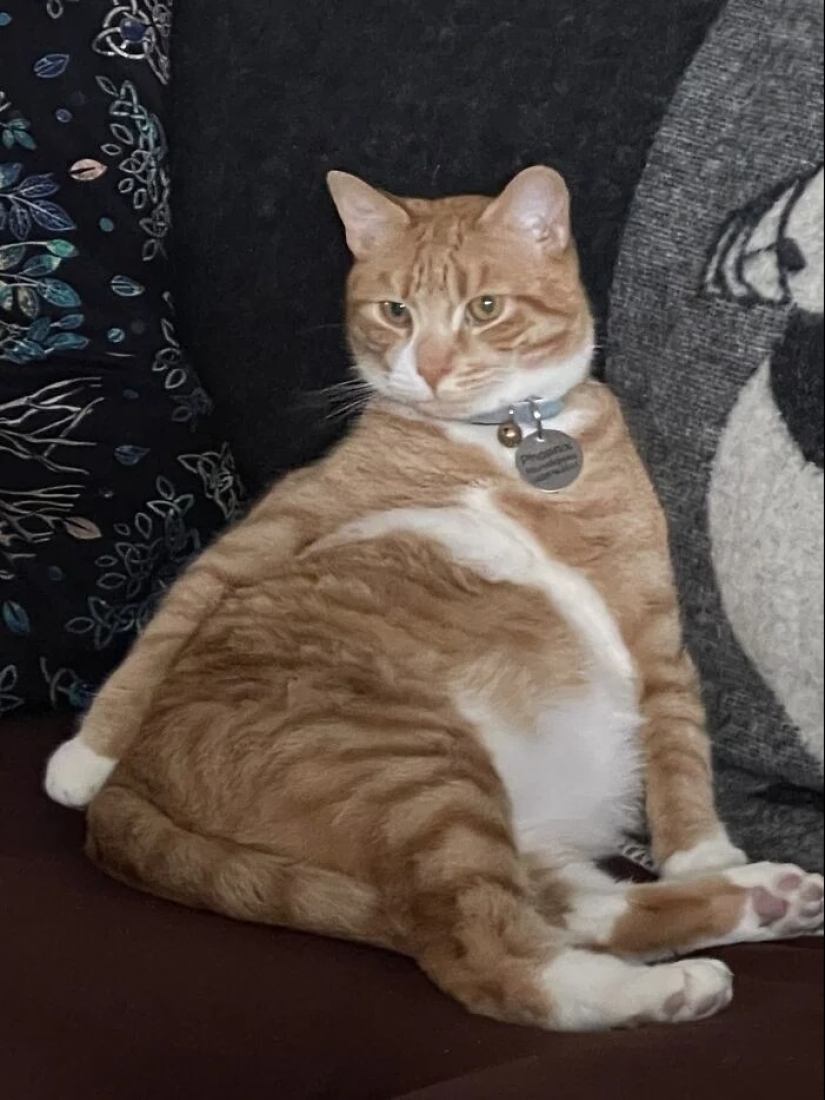 "Gatito aventurero está buscando una pareja..."- perfiles de gatos en sitios de citas