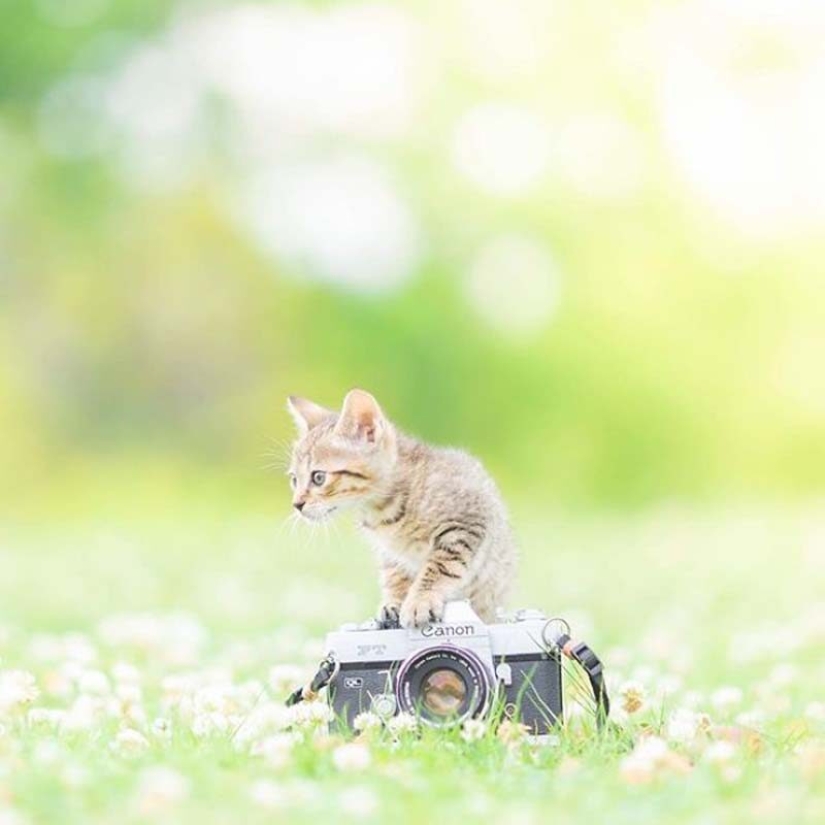 Gatitos y cámaras: una linda serie de fotos de un fotógrafo de Japón