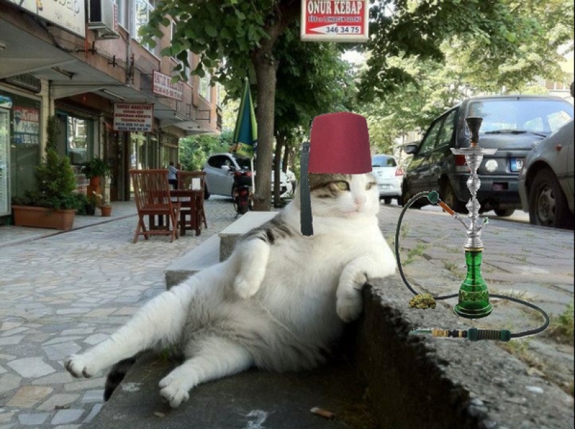 Gato Tombili de Estambul, a quien se le erigió un monumento por una pose imponente Gato Tombili de Estambul, a quien se le erigió un monumento por una pose imponente