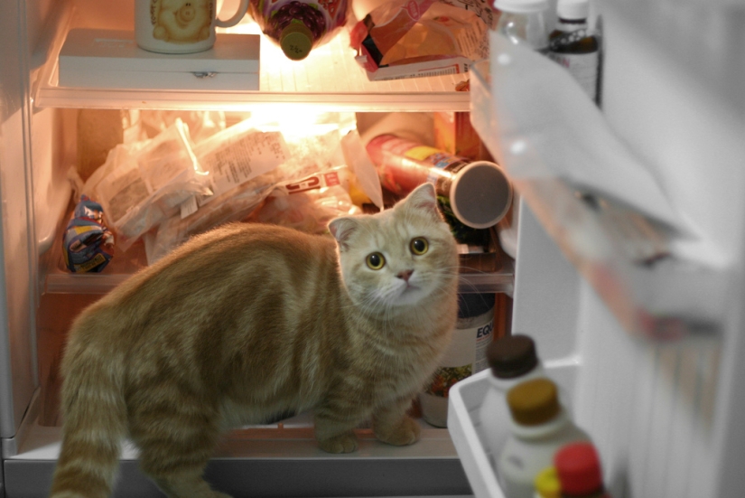 Gatos en refrigeradores