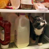 Gatos en refrigeradores