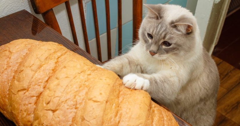 Gatos que comen pan: ¡se ha revelado el misterio de la predilección antinatural de las mascotas! Gatos que comen pan: ¡se ha revelado el misterio de la predilección antinatural de las mascotas!