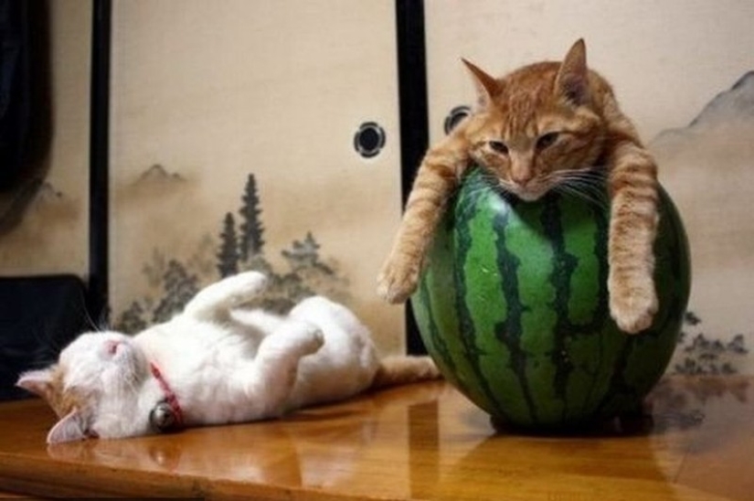 Gatos que han aprendido la ciencia del sueño