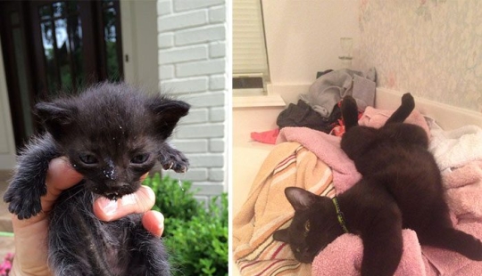 Gatos sobrevivientes que fueron rescatados y amados: fotos de antes y después Gatos sobrevivientes que fueron rescatados y amados: fotos de antes y después