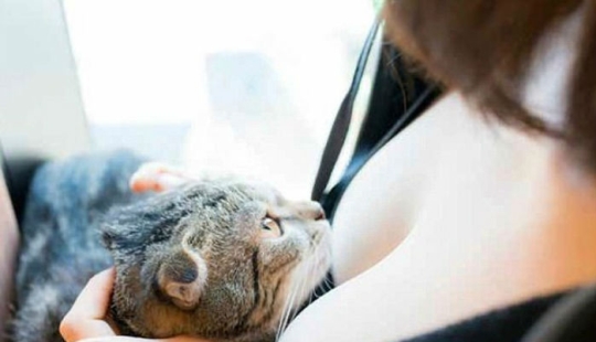 Gatos y pechos: un álbum tranquilizador de un fotógrafo japonés