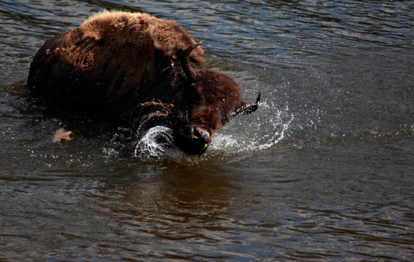 Géiseres, bisontes y otros lugares de interés de Yellowstone Géiseres, bisontes y otros lugares de interés de Yellowstone
