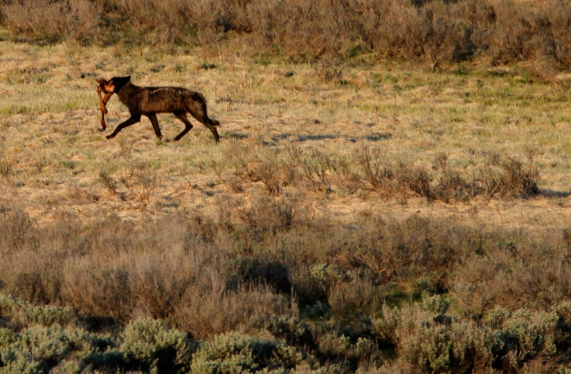 Géiseres, bisontes y otros lugares de interés de Yellowstone Géiseres, bisontes y otros lugares de interés de Yellowstone