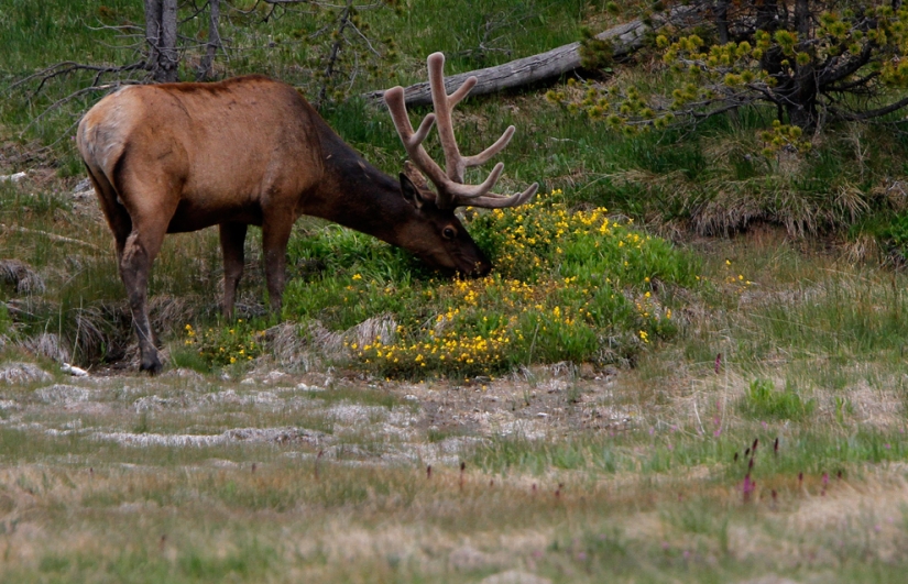 Géiseres, bisontes y otros lugares de interés de Yellowstone Géiseres, bisontes y otros lugares de interés de Yellowstone