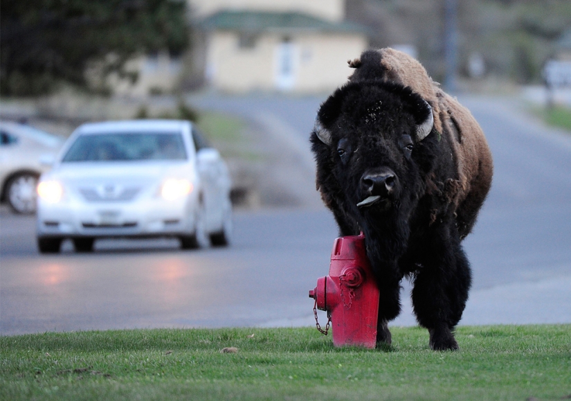 Géiseres, bisontes y otros lugares de interés de Yellowstone Géiseres, bisontes y otros lugares de interés de Yellowstone