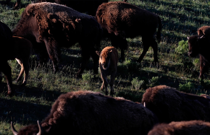 Géiseres, bisontes y otros lugares de interés de Yellowstone Géiseres, bisontes y otros lugares de interés de Yellowstone