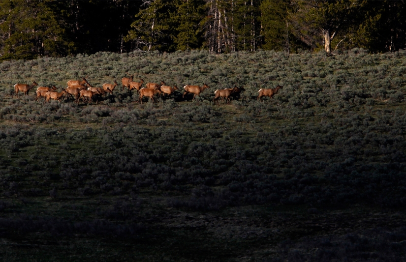 Géiseres, bisontes y otros lugares de interés de Yellowstone Géiseres, bisontes y otros lugares de interés de Yellowstone