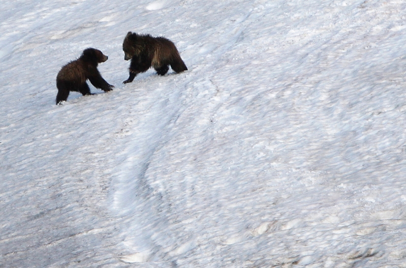 Géiseres, bisontes y otros lugares de interés de Yellowstone Géiseres, bisontes y otros lugares de interés de Yellowstone