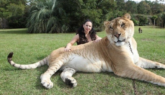 Giants and dwarfs of the animal world: the contrasts are noticeable only when comparing Giants and dwarfs of the animal world: the contrasts are noticeable only when comparing