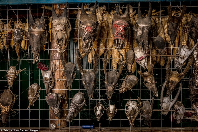 Girls of the Chin people get disfiguring tattoos on their faces so that they are not kidnapped Girls of the Chin people get disfiguring tattoos on their faces so that they are not kidnapped