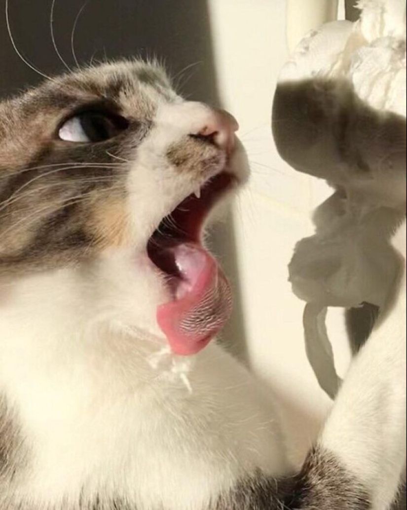 Glitch in the cat matrix: 24 funny photos of cats that are stuck