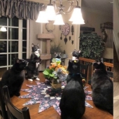 Glitch in the cat matrix: 24 funny photos of cats that are stuck