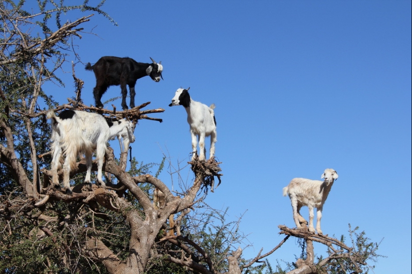 Goats in trees in Morocco Goats in trees in Morocco