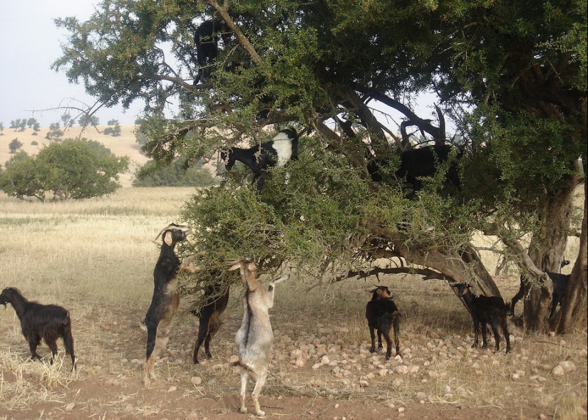 Goats in trees in Morocco Goats in trees in Morocco