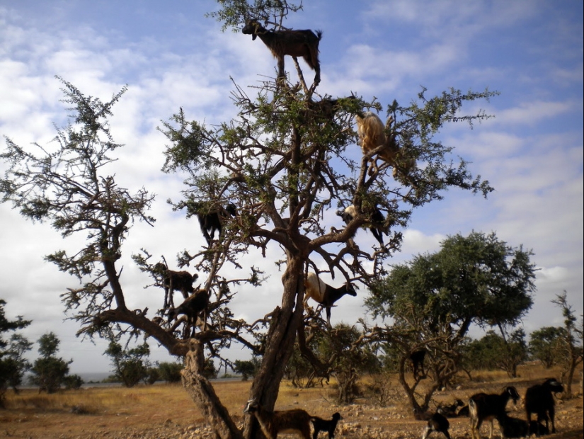 Goats in trees in Morocco Goats in trees in Morocco