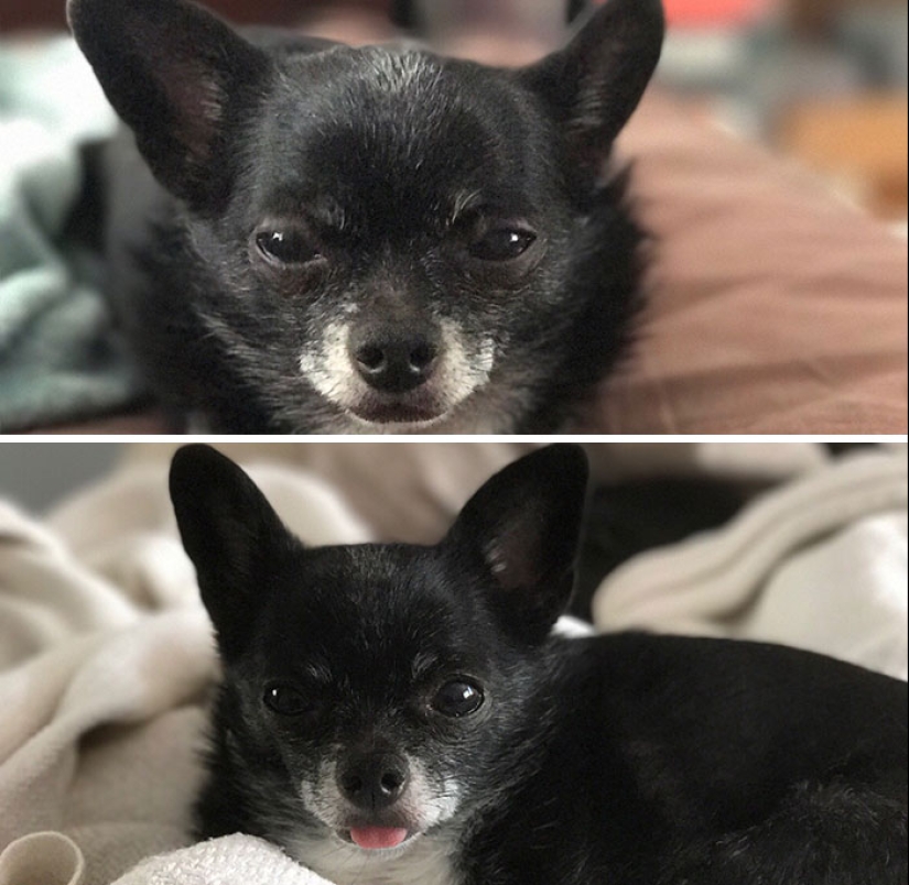 "Good boy": the Pets before and after kind words to master "Good boy": the Pets before and after kind words to master