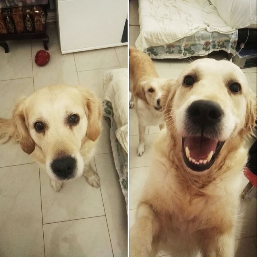 "Good boy": the Pets before and after kind words to master "Good boy": the Pets before and after kind words to master