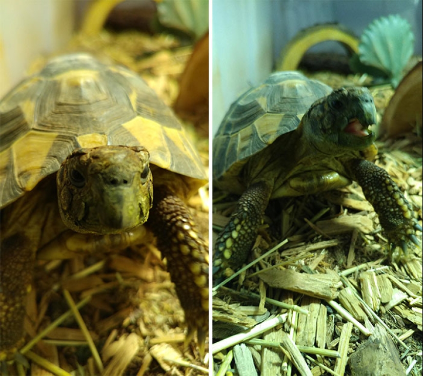 "Good boy": the Pets before and after kind words to master "Good boy": the Pets before and after kind words to master