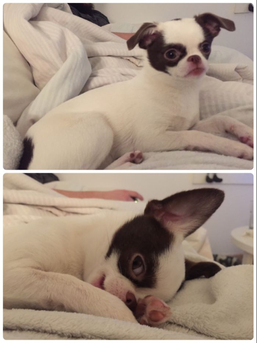 "Good boy": the Pets before and after kind words to master "Good boy": the Pets before and after kind words to master