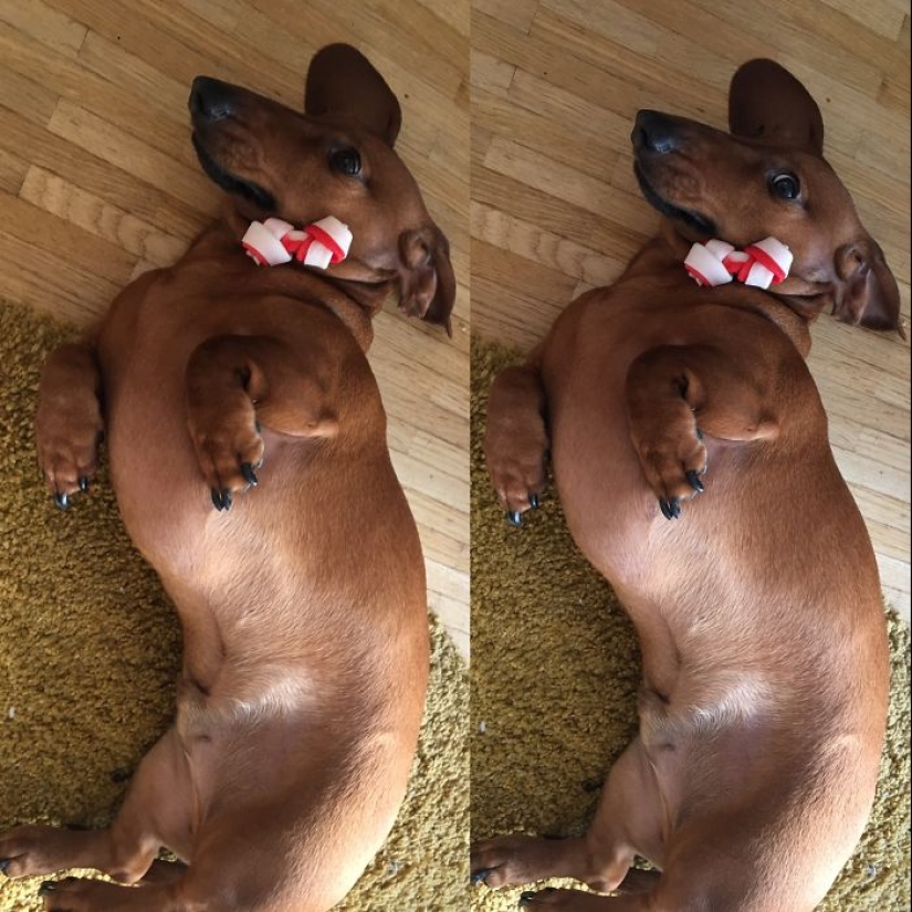 "Good boy": the Pets before and after kind words to master "Good boy": the Pets before and after kind words to master