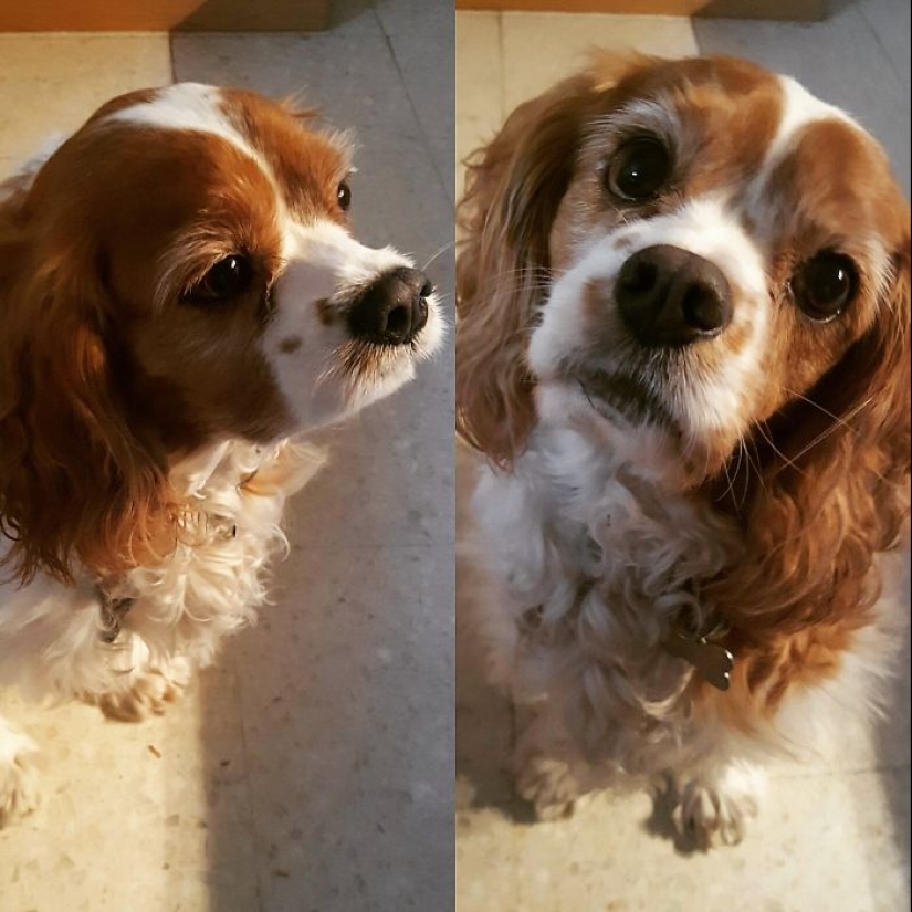 "Good boy": the Pets before and after kind words to master "Good boy": the Pets before and after kind words to master